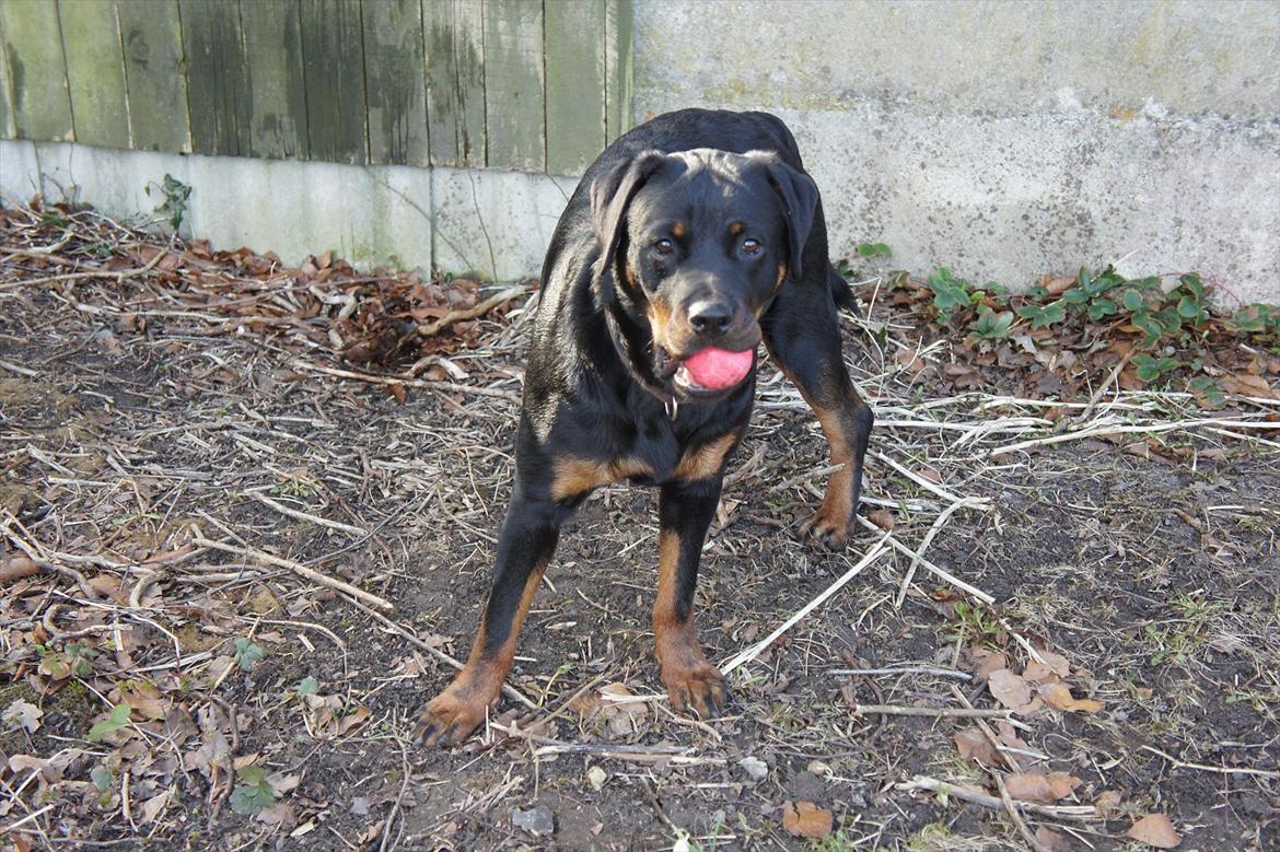 Rottweiler Tøsen [Tidl. Hund] - Tøsens ynglingsbold billede 3