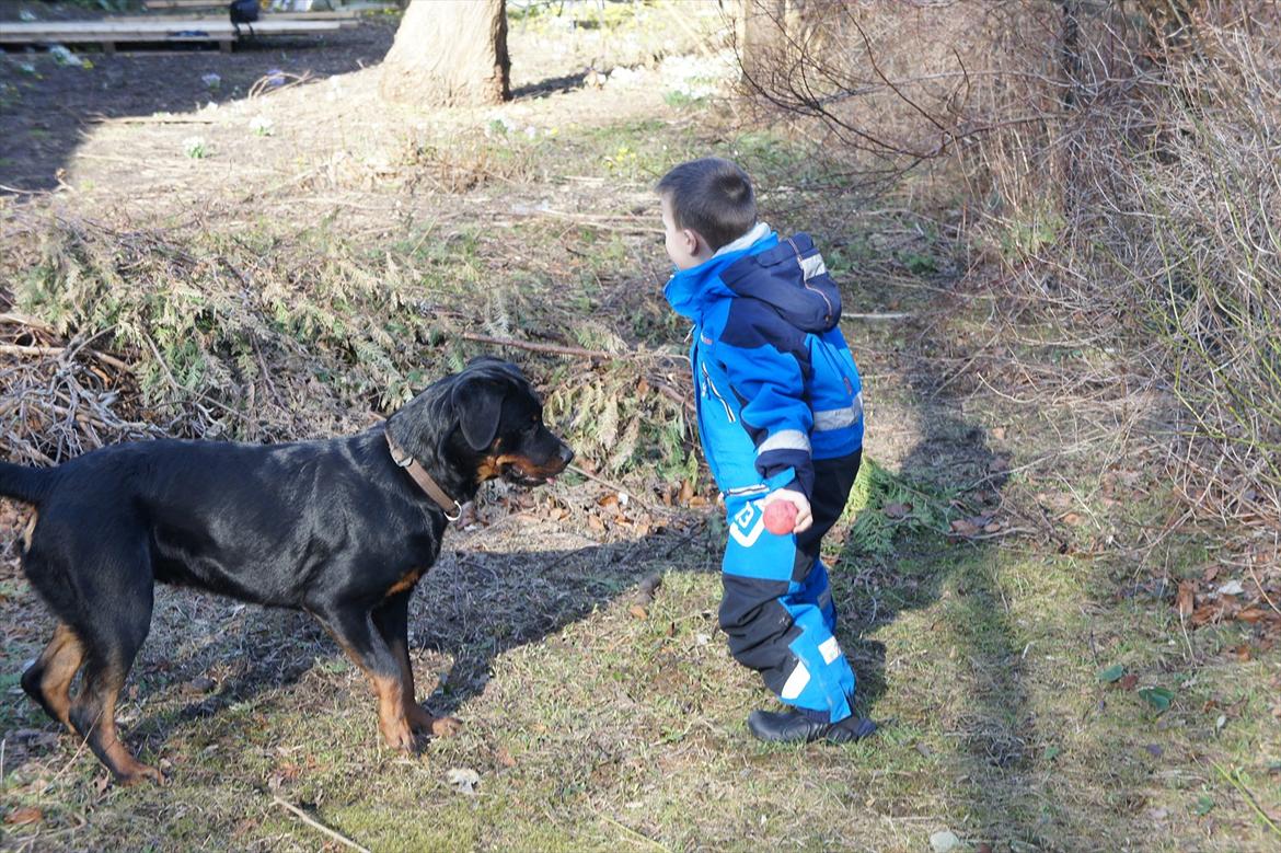Rottweiler Tøsen [Tidl. Hund] - Hygge med min mands nevø Anton billede 4