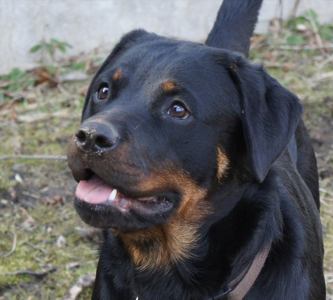Rottweiler Tøsen [Tidl. Hund] - Opmærksom billede 5