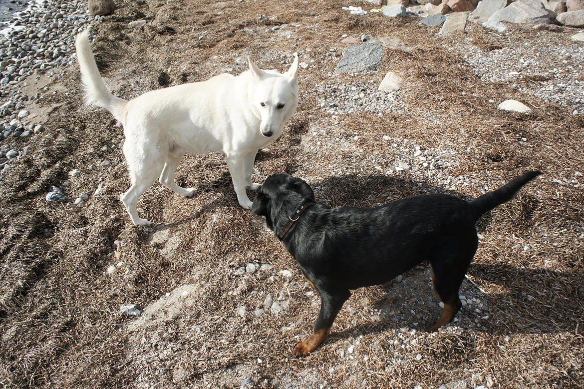 Rottweiler Tøsen [Tidl. Hund] - Tøsen og Django på stranden billede 6