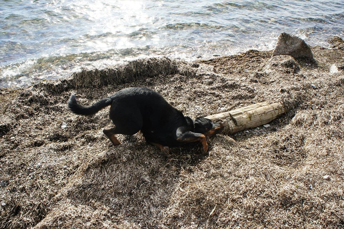 Rottweiler Tøsen [Tidl. Hund] - Mmm... Hundeparfume billede 8