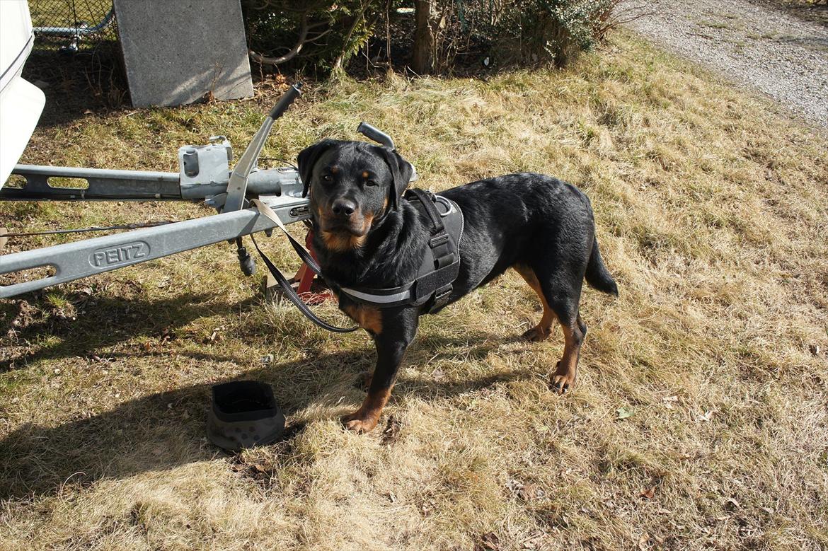 Rottweiler Tøsen [Tidl. Hund] billede 9