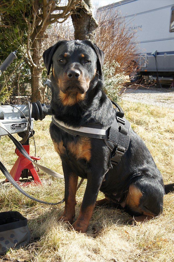 Rottweiler Tøsen [Tidl. Hund] billede 10