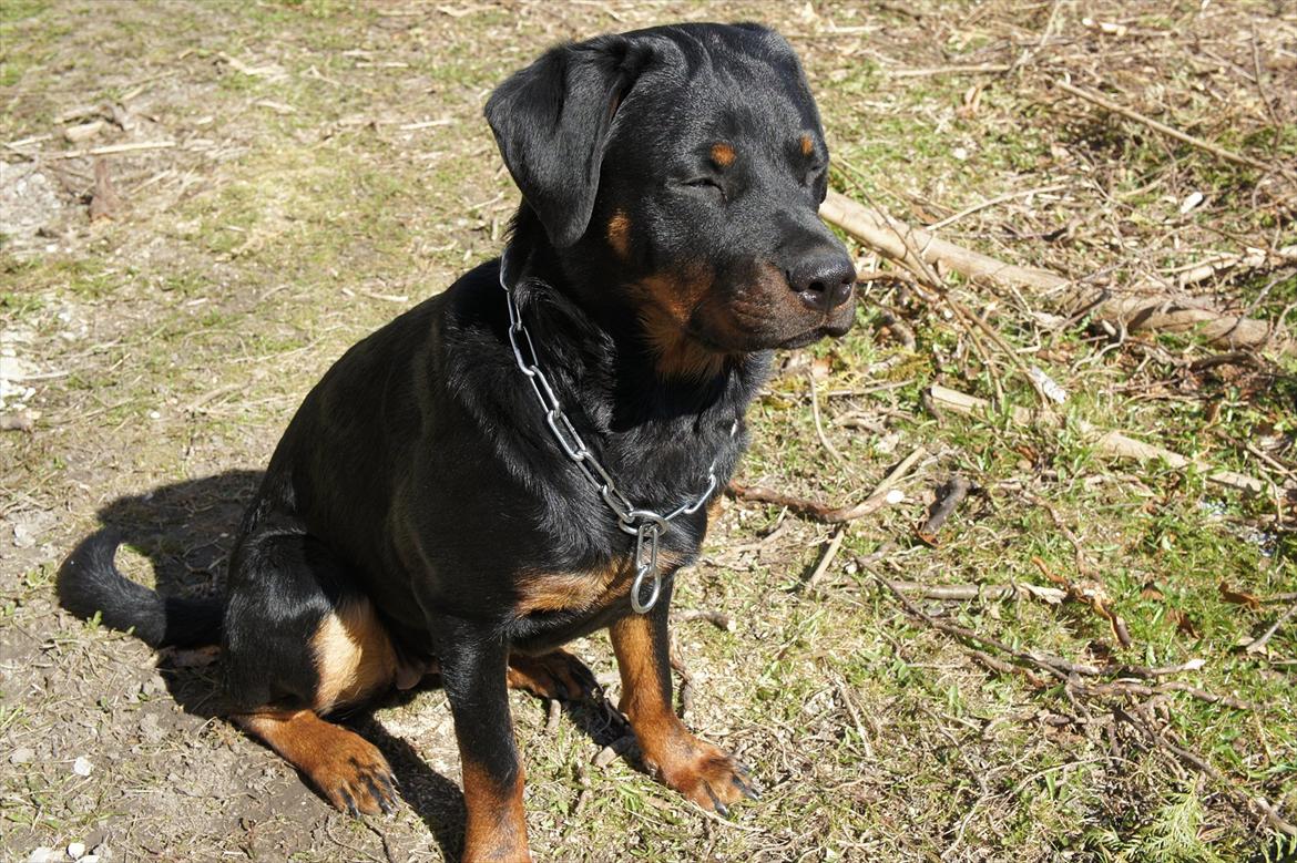 Rottweiler Tøsen [Tidl. Hund] billede 11