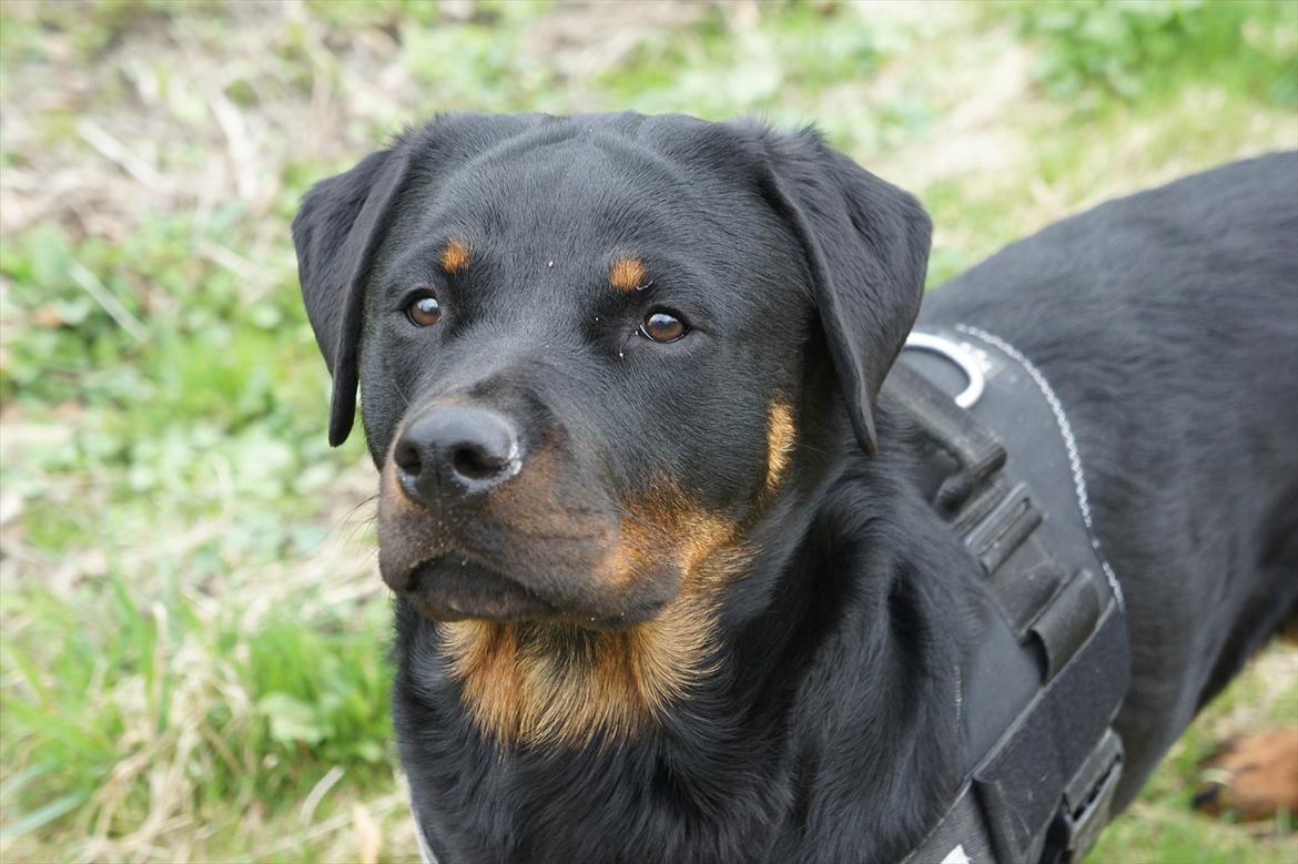 Rottweiler Tøsen [Tidl. Hund] billede 2