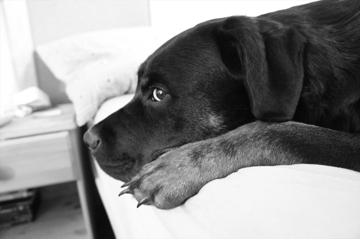 Rottweiler Tøsen [Tidl. Hund] - I Love black and White - Tan? billede 12