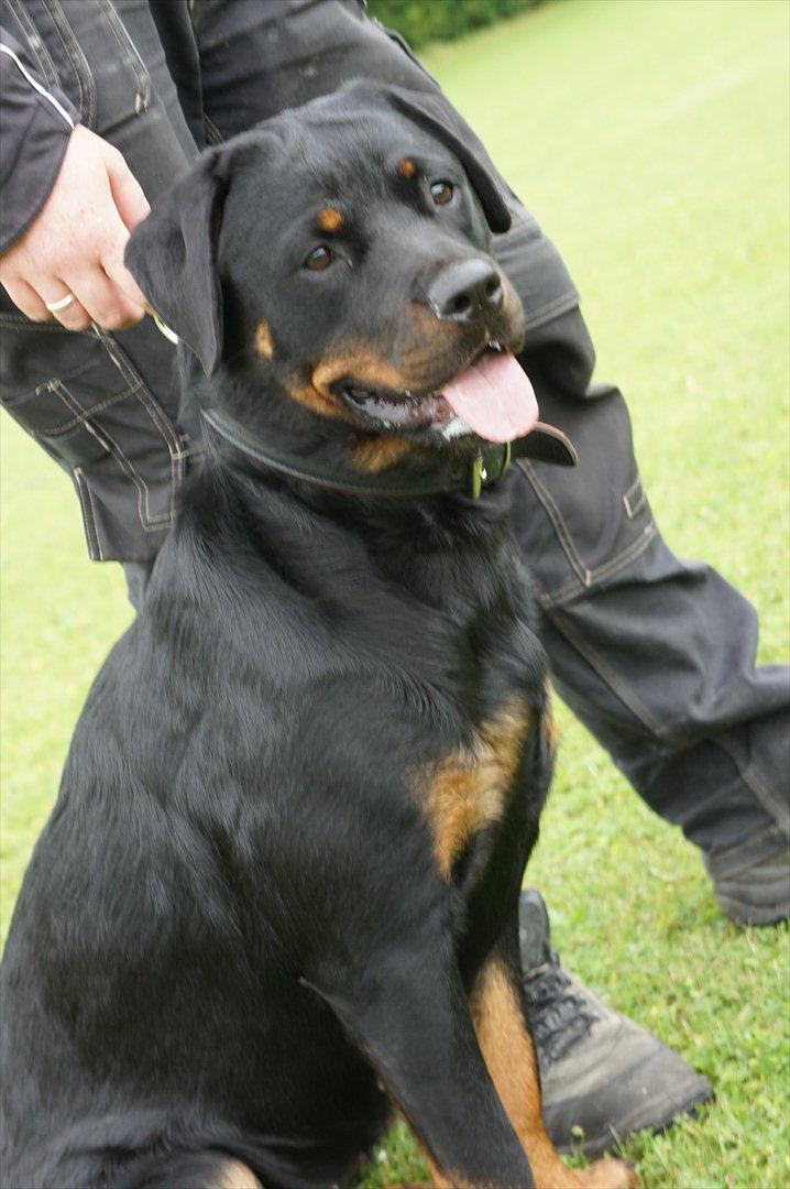 Rottweiler Tøsen [Tidl. Hund] - I Parken med far billede 13