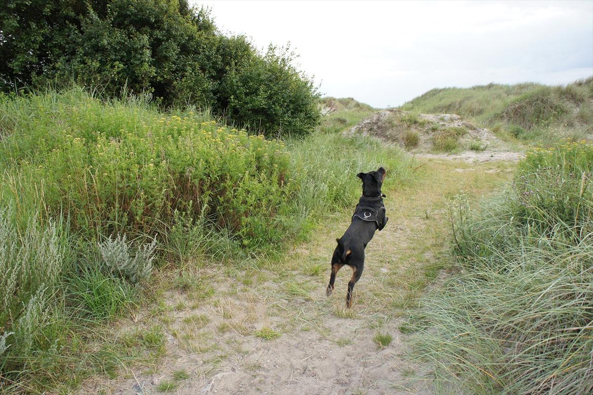 Rottweiler Tøsen [Tidl. Hund] - Boooold! billede 15