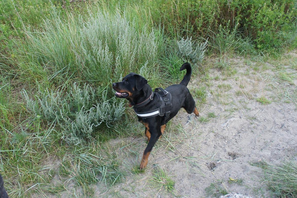 Rottweiler Tøsen [Tidl. Hund] billede 16