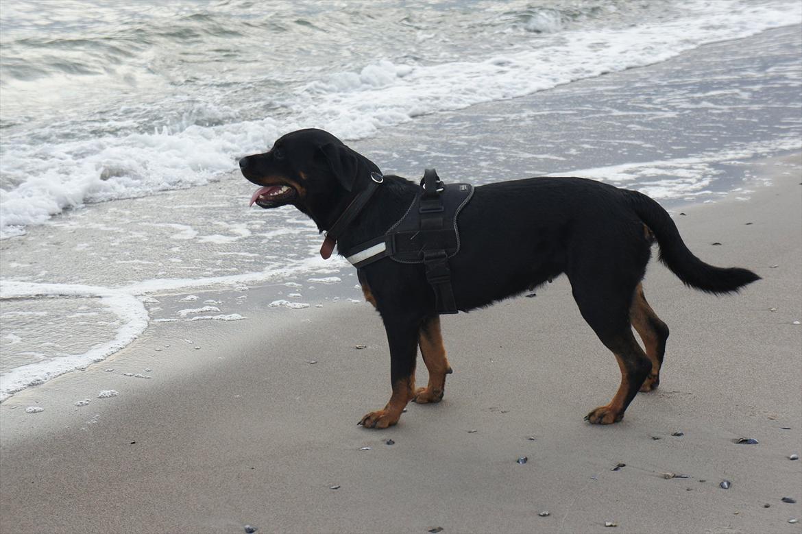 Rottweiler Tøsen [Tidl. Hund] - Ingen vand hund, men pænt er det.  billede 17