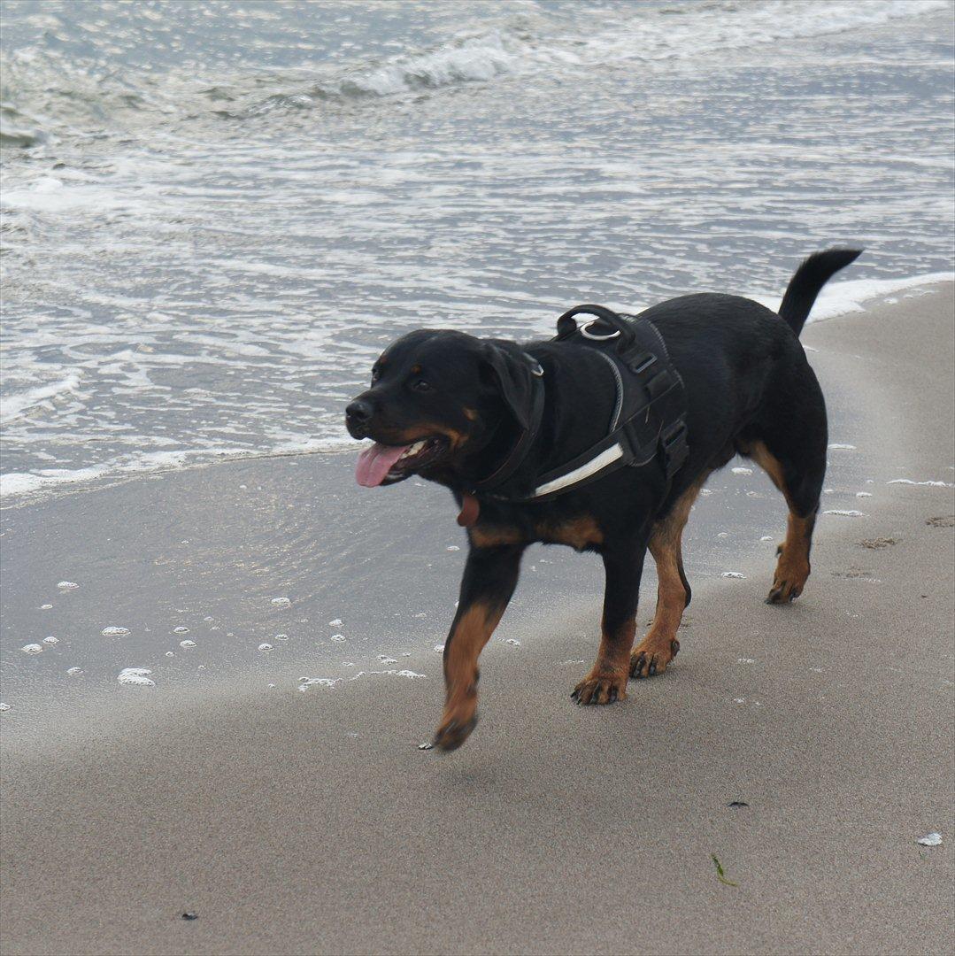 Rottweiler Tøsen [Tidl. Hund] - Elsker vand, på afstand ;O) billede 18