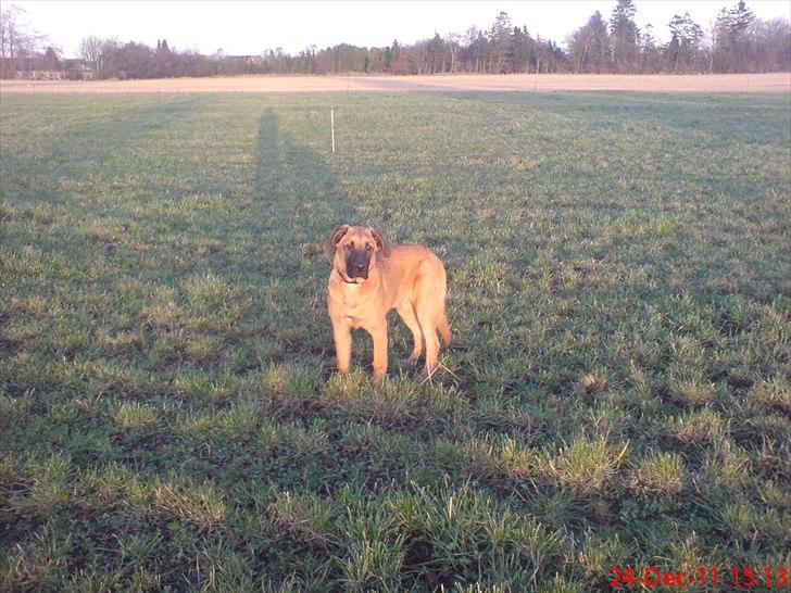 Broholmer bruno - 24-12-2011
5 måneder billede 18