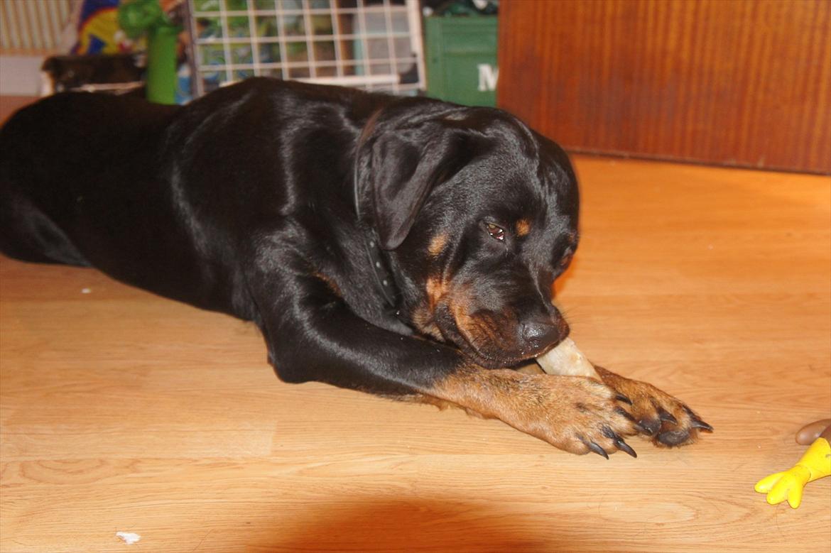 Rottweiler Tøsen [Tidl. Hund] - Nam nam billede 19