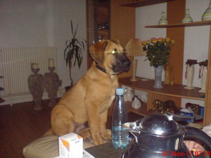 Broholmer bruno billede 17