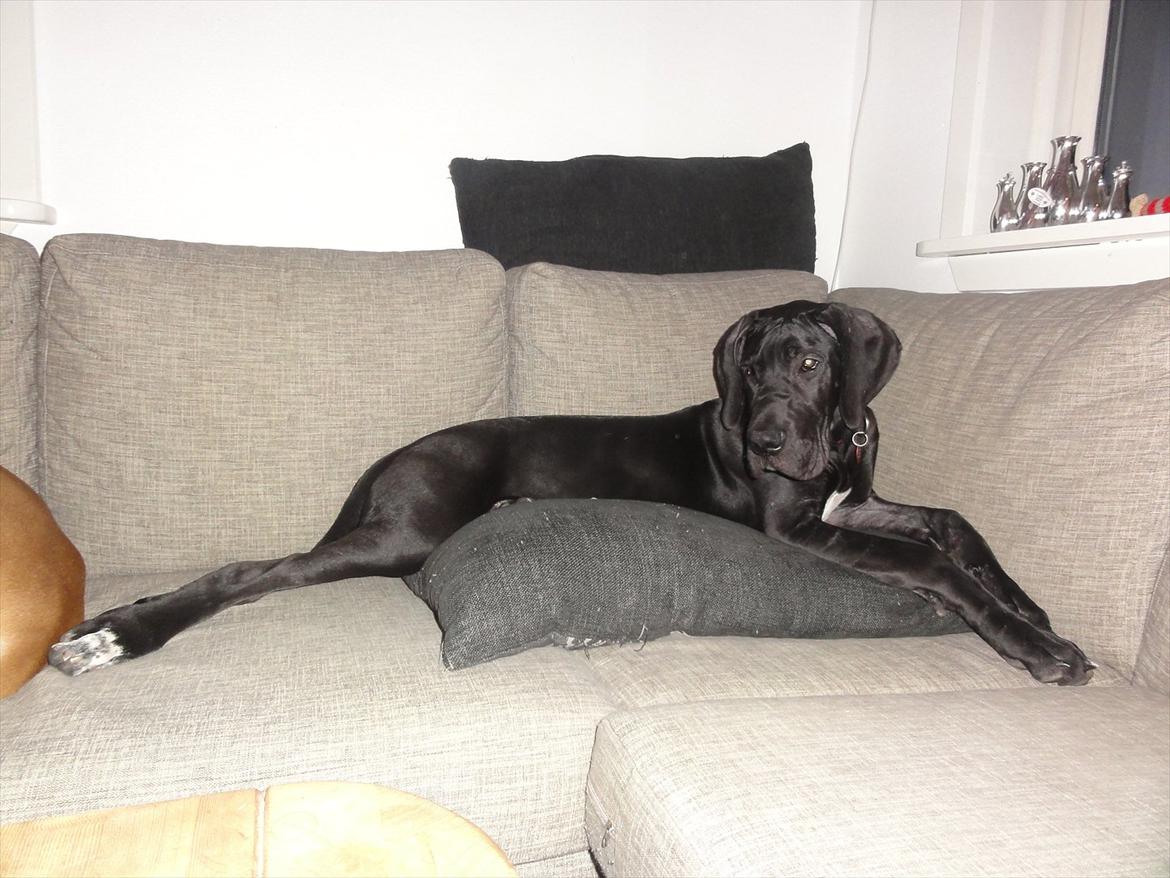 Grand danois Molly billede 9