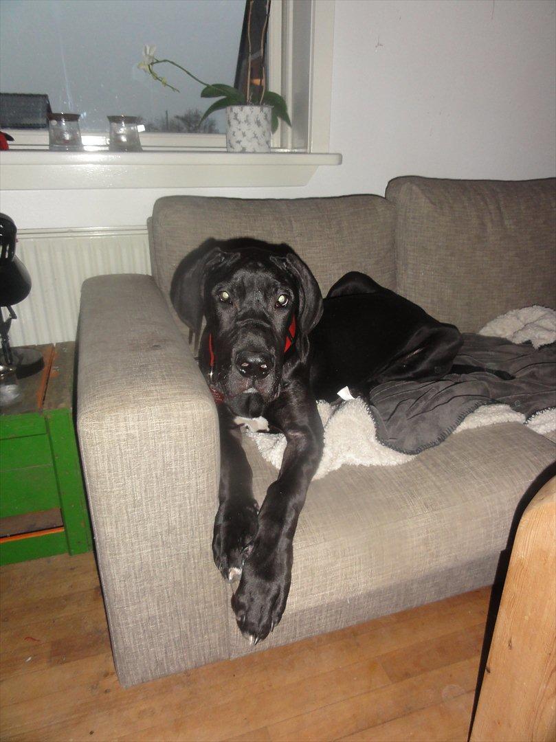 Grand danois Molly billede 10