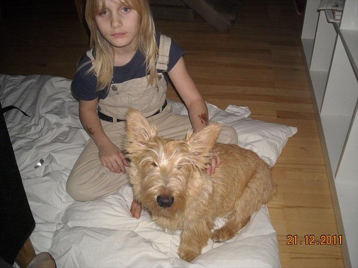 Skotsk terrier Ledagergård´s Gwen (Nancy) - Klar til hygge med Camilla.. billede 4