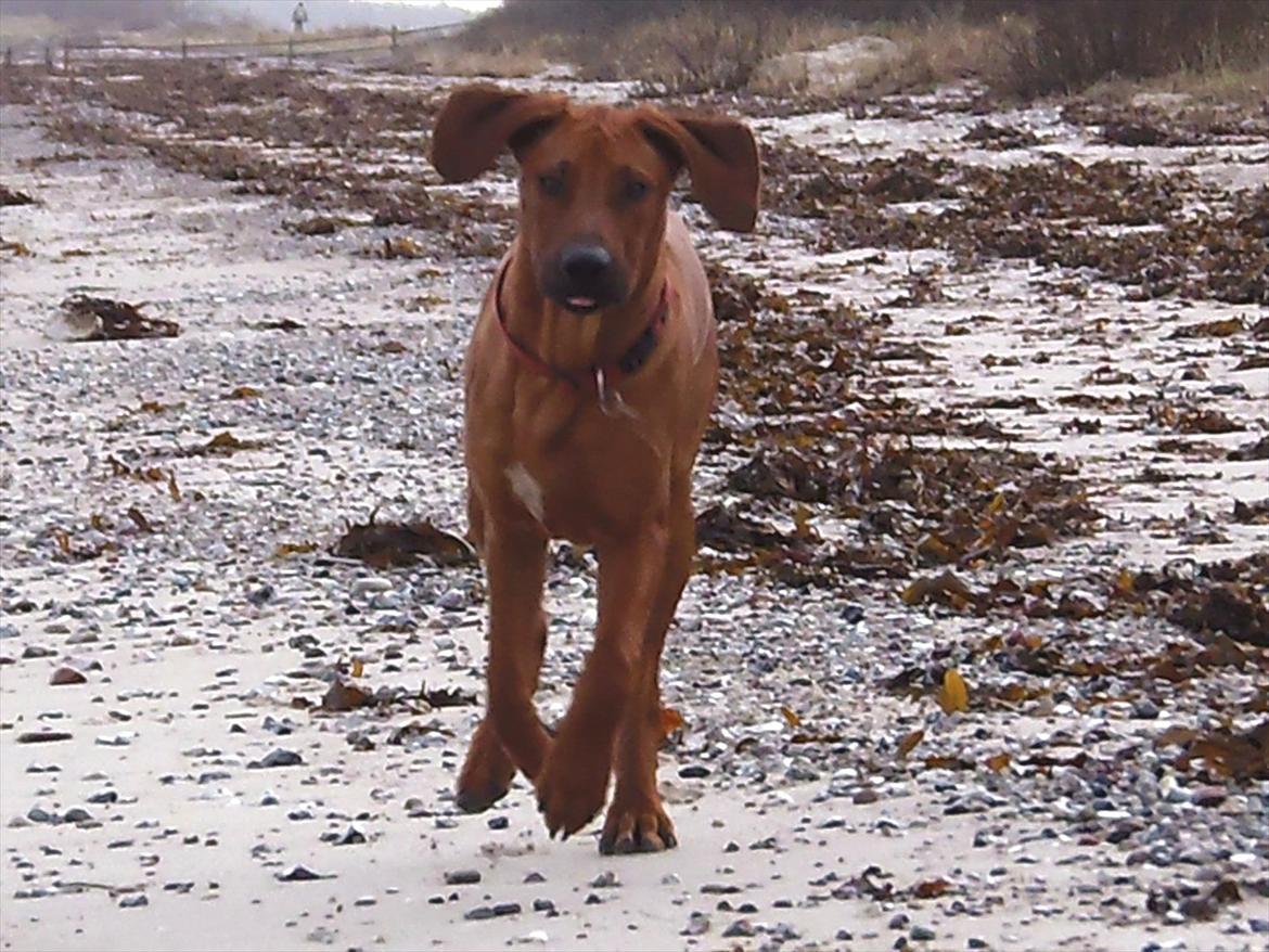 Rhodesian ridgeback Conrad (Bahara Bahara Kirabo) - Conrad strækker ud ved stranden juledag :) billede 19