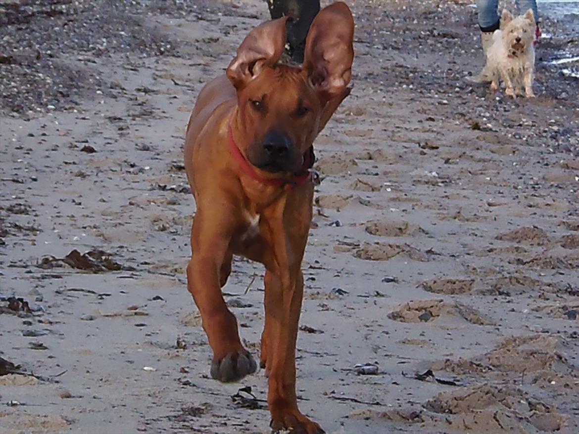 Rhodesian ridgeback Conrad (Bahara Bahara Kirabo) - I fuld galop :) billede 20