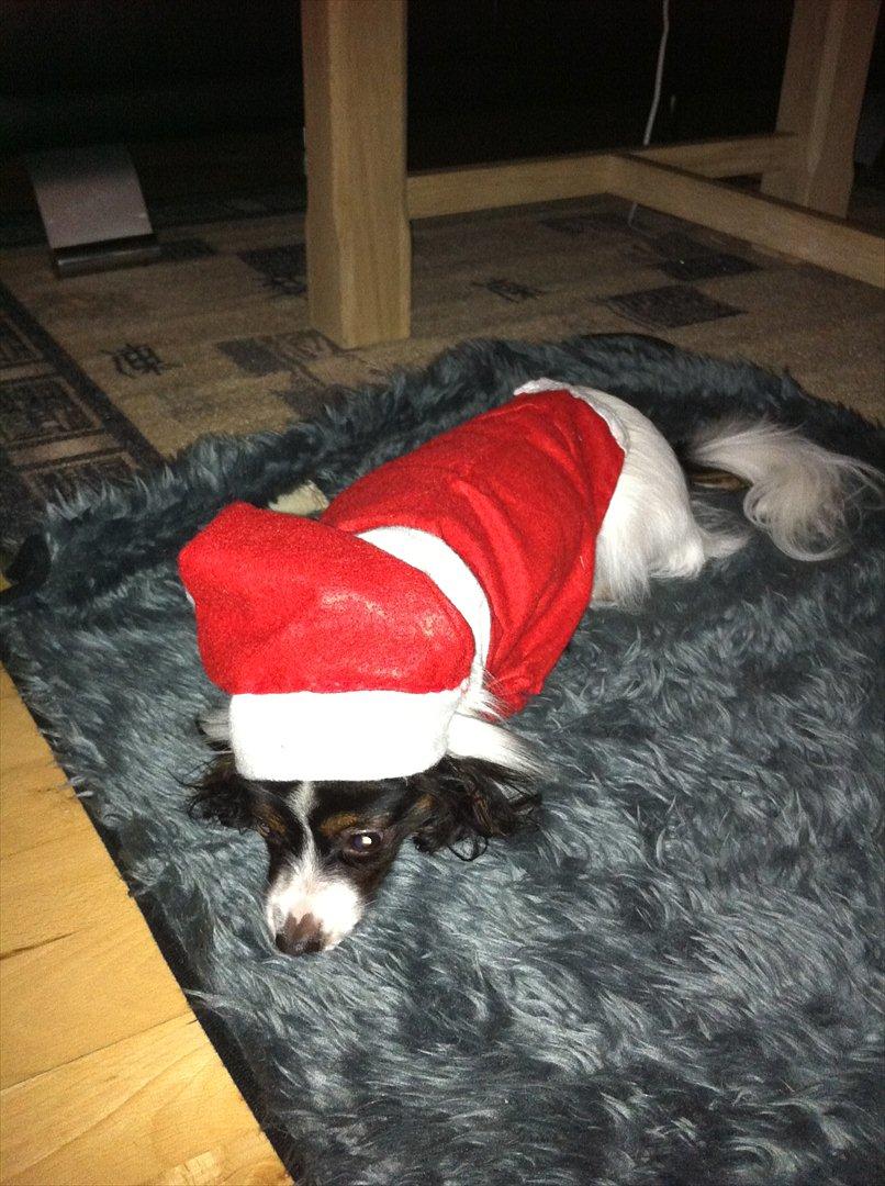 Papillon Springfield Cing Lobo - han fik besked på at lægge sig - det tog han da bogstaveligt :P billede 12