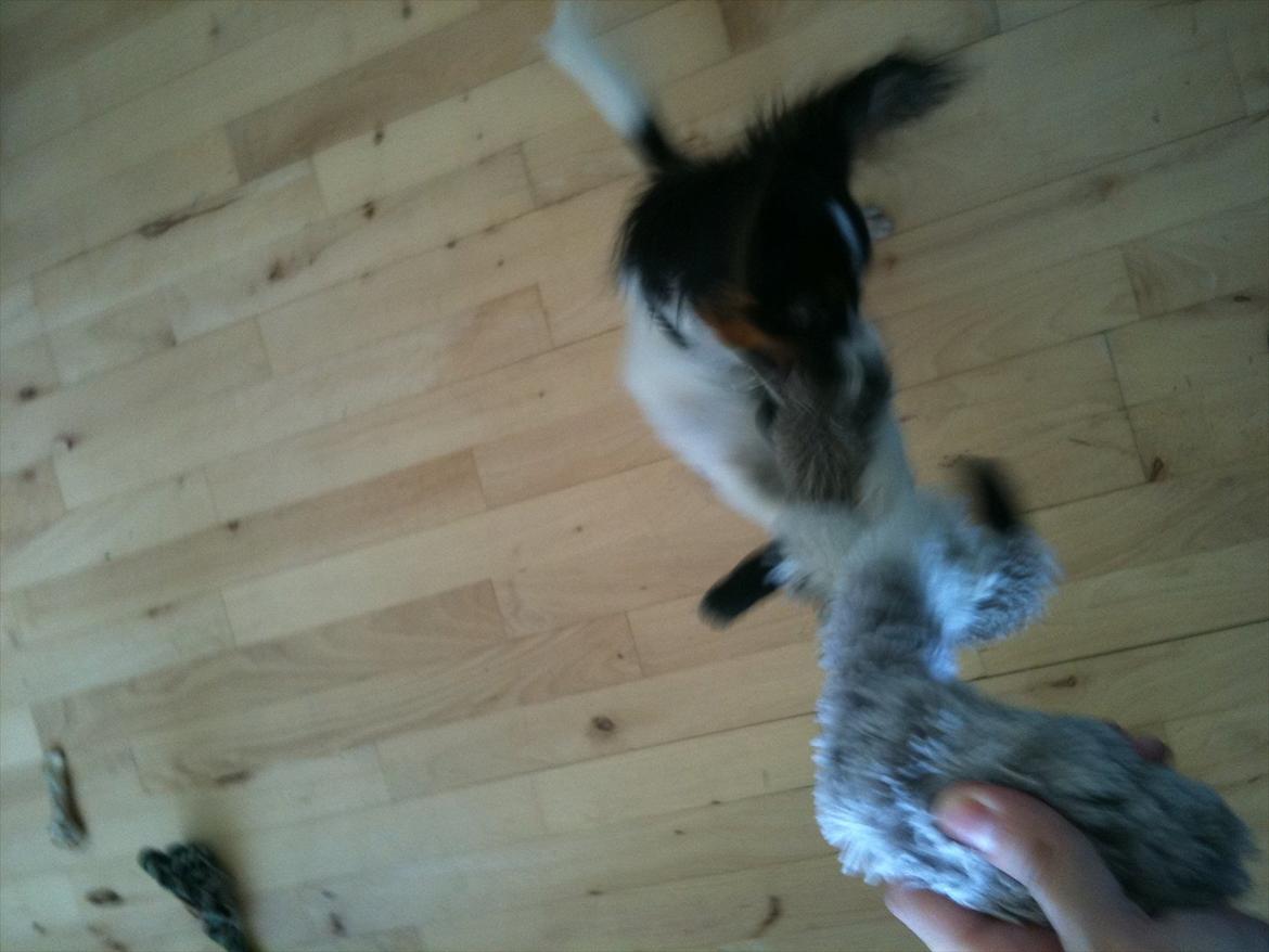 Papillon Springfield Cing Lobo billede 13