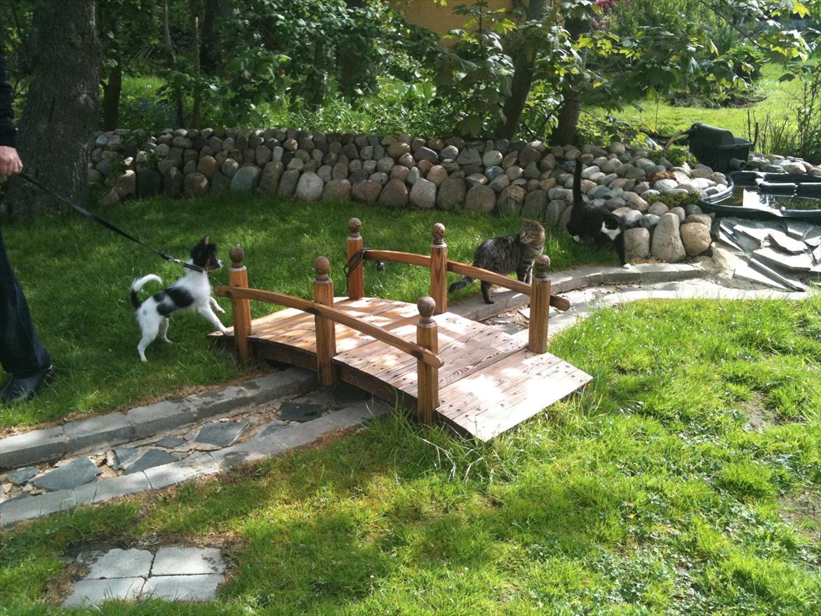 Papillon Springfield Cing Lobo - Nejjjj - se det er katte :D billede 14