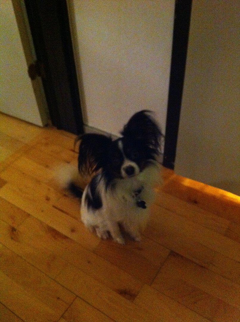 Papillon Springfield Cing Lobo billede 15