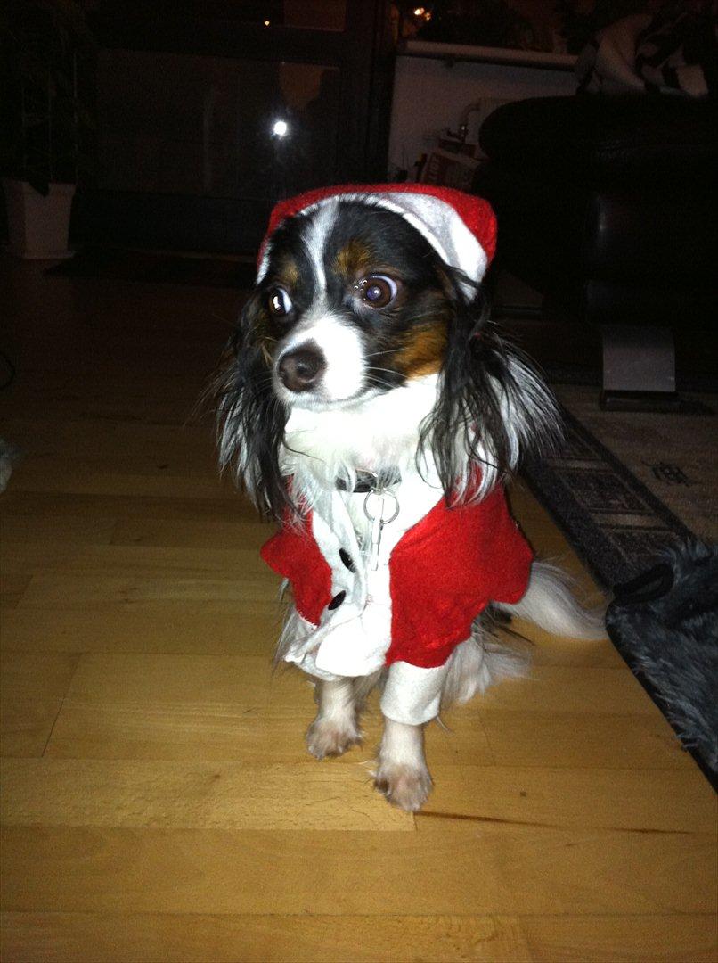 Papillon Springfield Cing Lobo billede 16