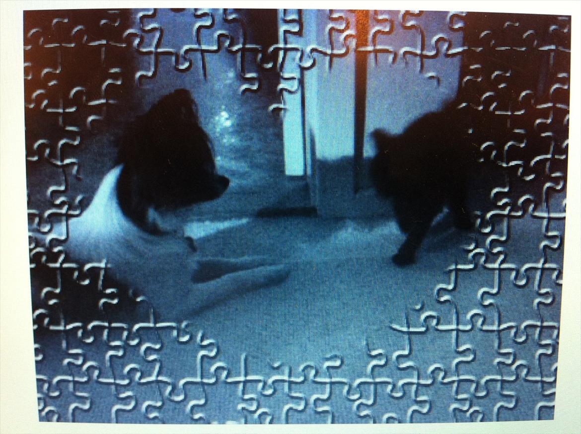 Papillon Springfield Cing Lobo - killingen mads (hundkat) og lobo billede 17