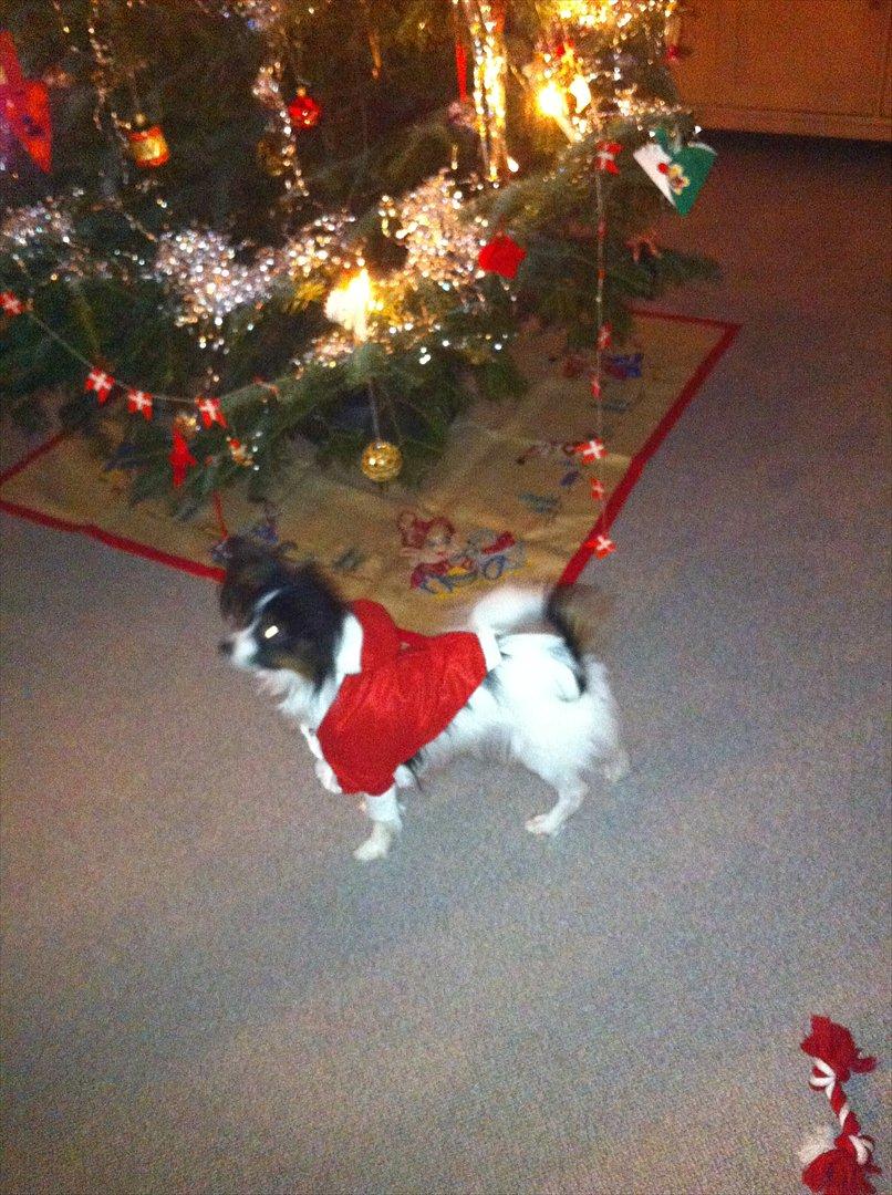 Papillon Springfield Cing Lobo billede 18