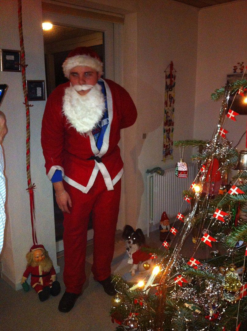 Papillon Springfield Cing Lobo - far og søn leger julemand og hjælper :P
juleaften 2011 billede 19