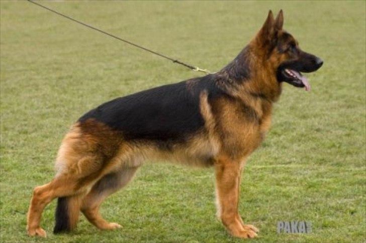 Schæferhund Thomsebo Quando billede 1