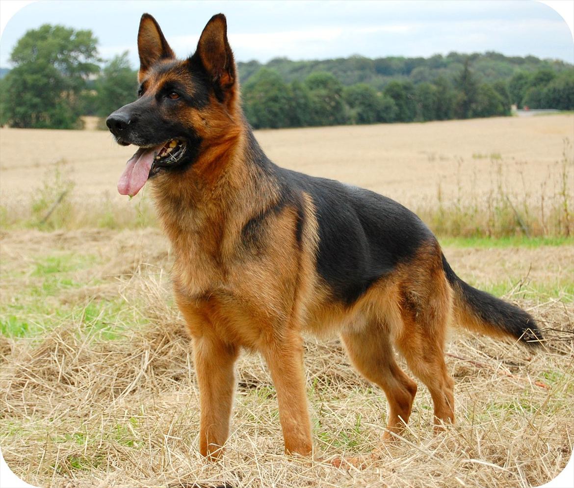 Schæferhund Thomsebo Quando billede 2