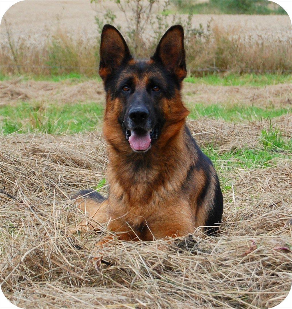 Schæferhund Thomsebo Quando billede 3