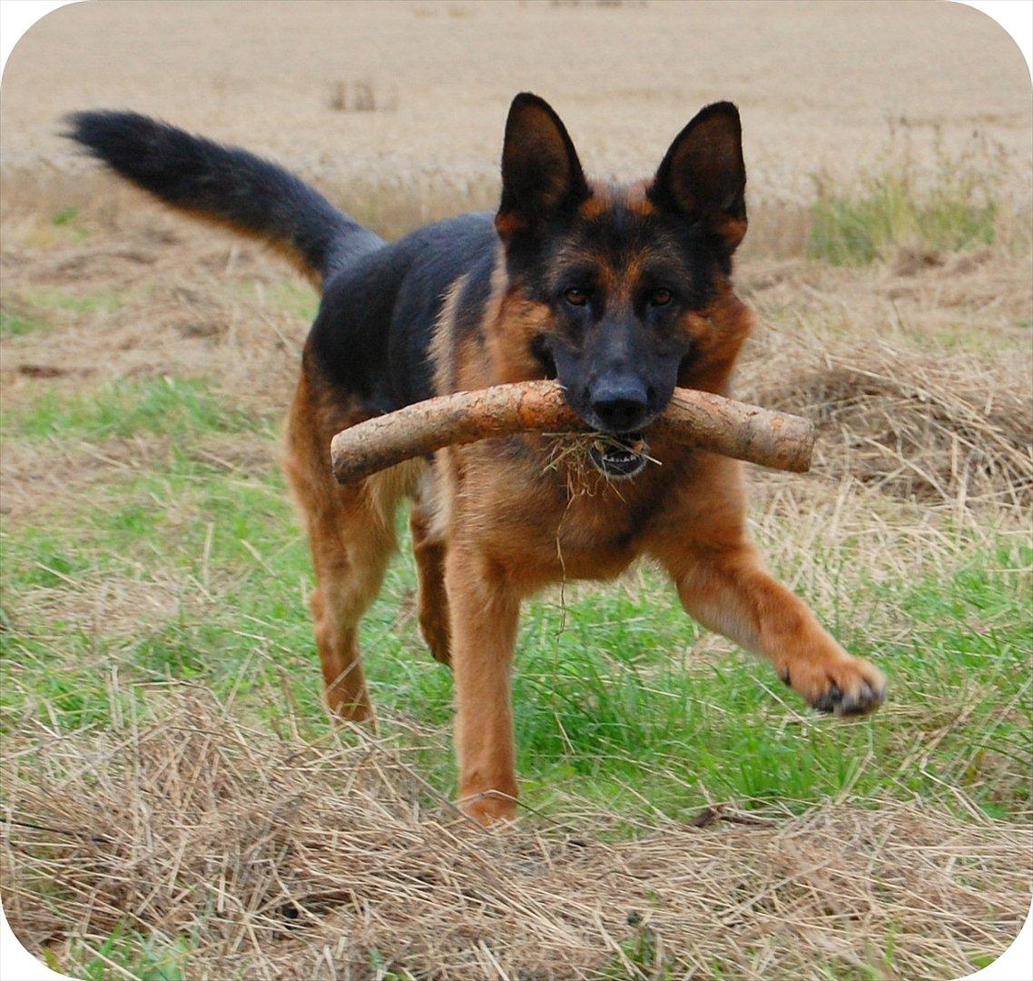 Schæferhund Thomsebo Quando billede 4