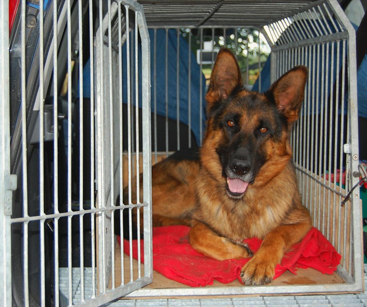 Schæferhund Thomsebo Quando billede 5