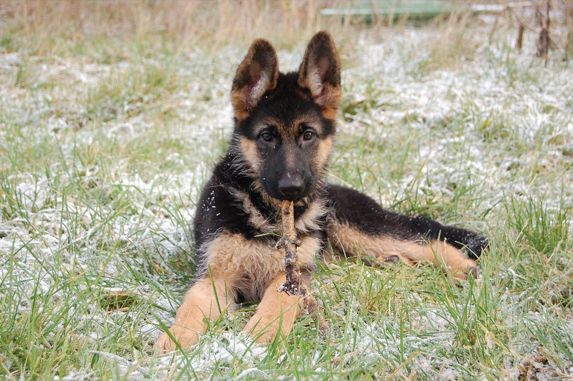 Schæferhund U-Two vom Götzberg billede 1