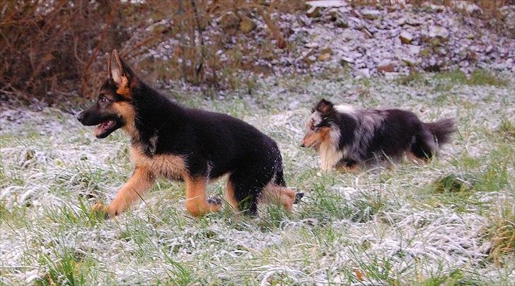 Schæferhund U-Two vom Götzberg billede 2