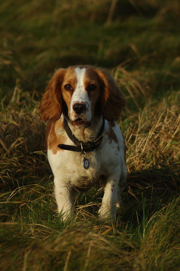 Blanding af racer Bubbi - <3 billede 4