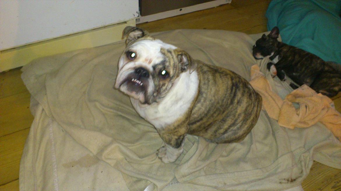 Engelsk bulldog Nifi billede 16