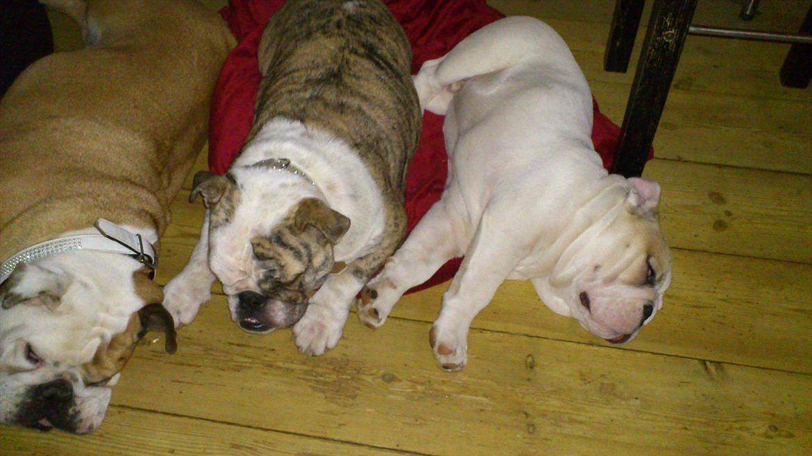 Engelsk bulldog Nifi billede 17