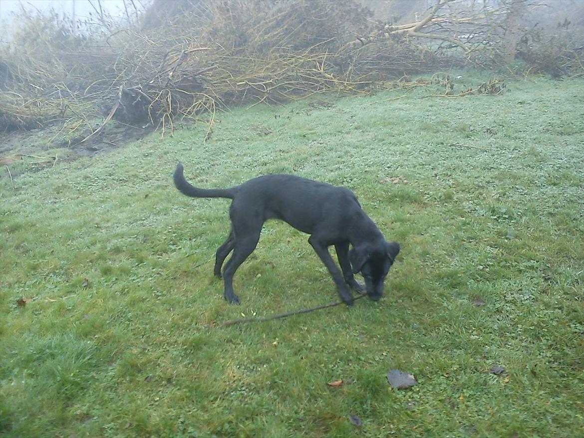 Labrador retriever Zazha billede 6