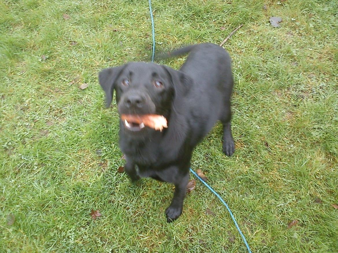 Labrador retriever Zazha billede 7