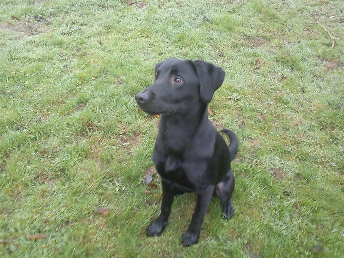 Labrador retriever Zazha billede 10