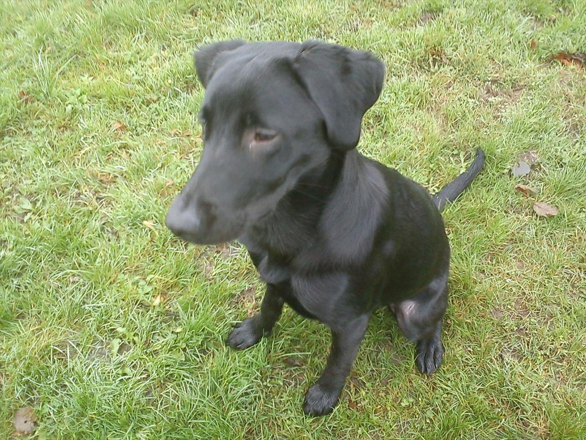 Labrador retriever Zazha billede 12