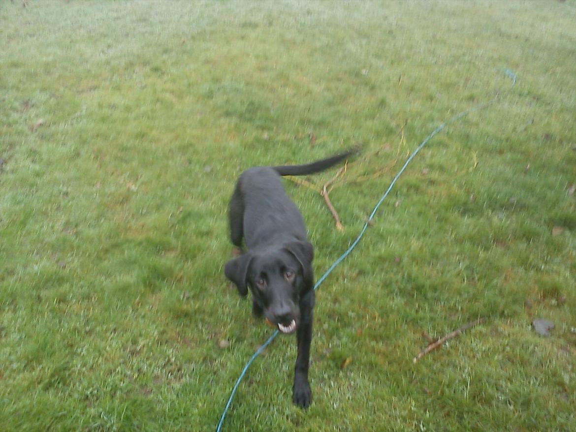 Labrador retriever Zazha billede 14