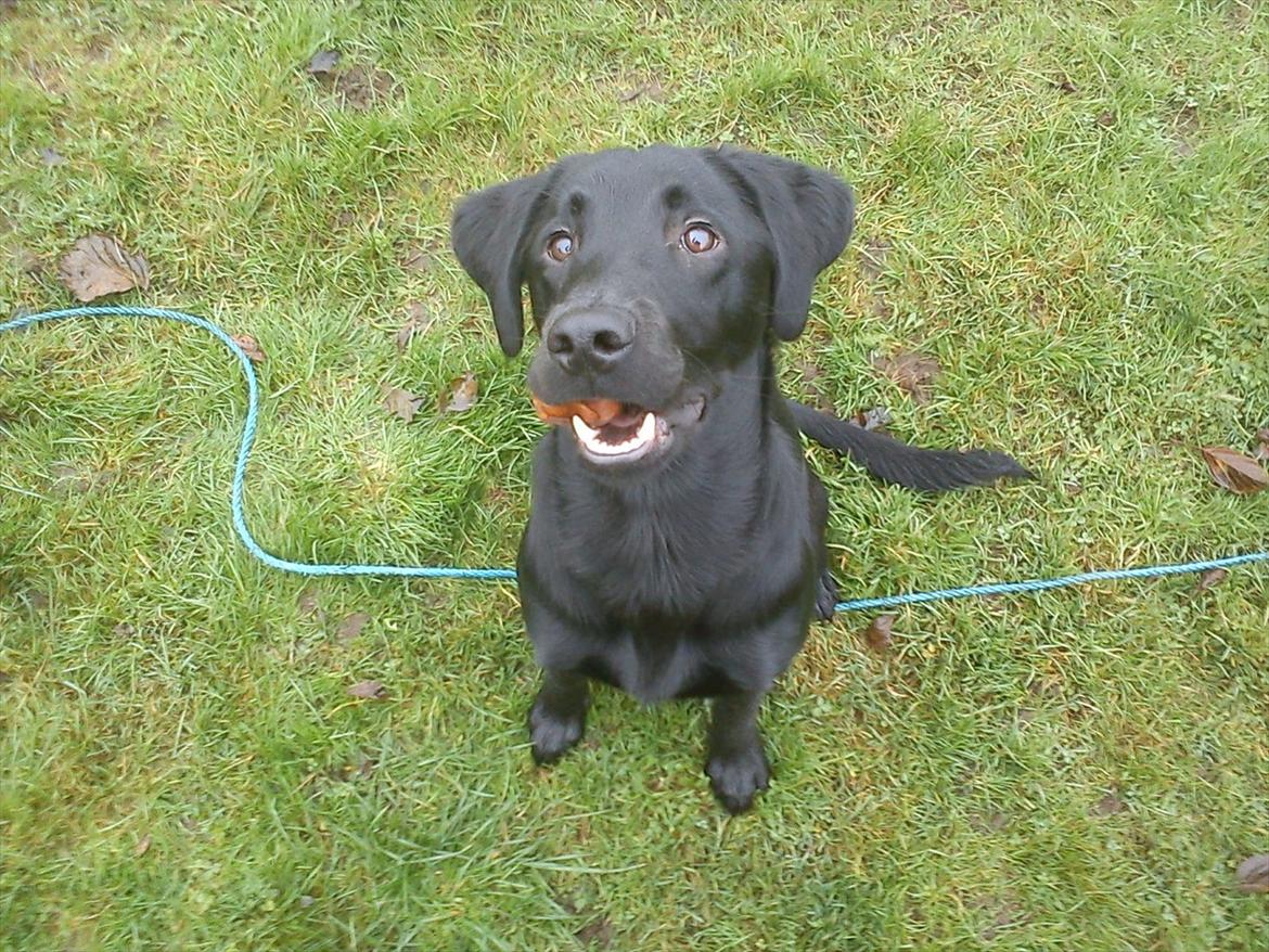 Labrador retriever Zazha billede 15