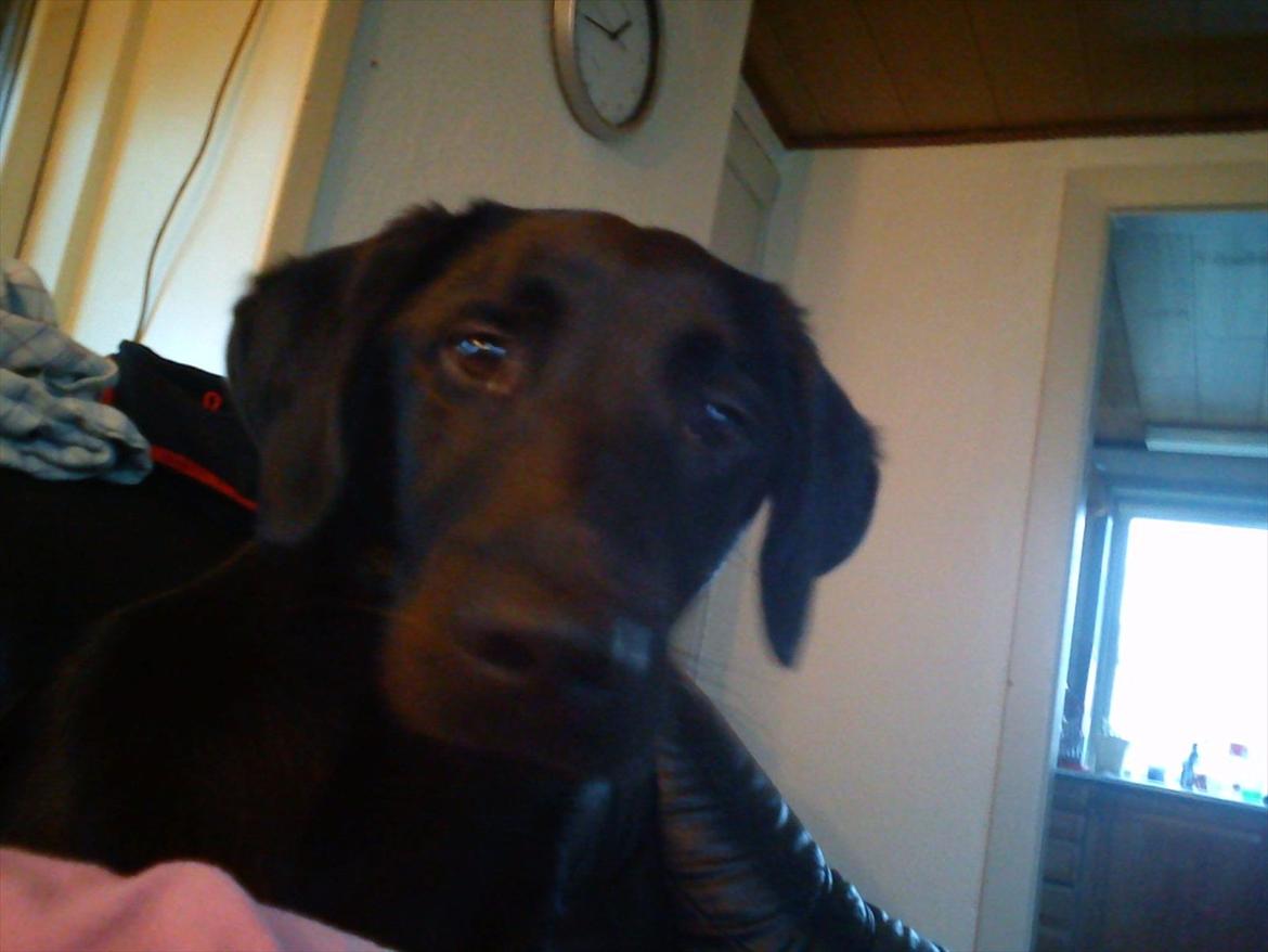 Labrador retriever Zazha billede 16