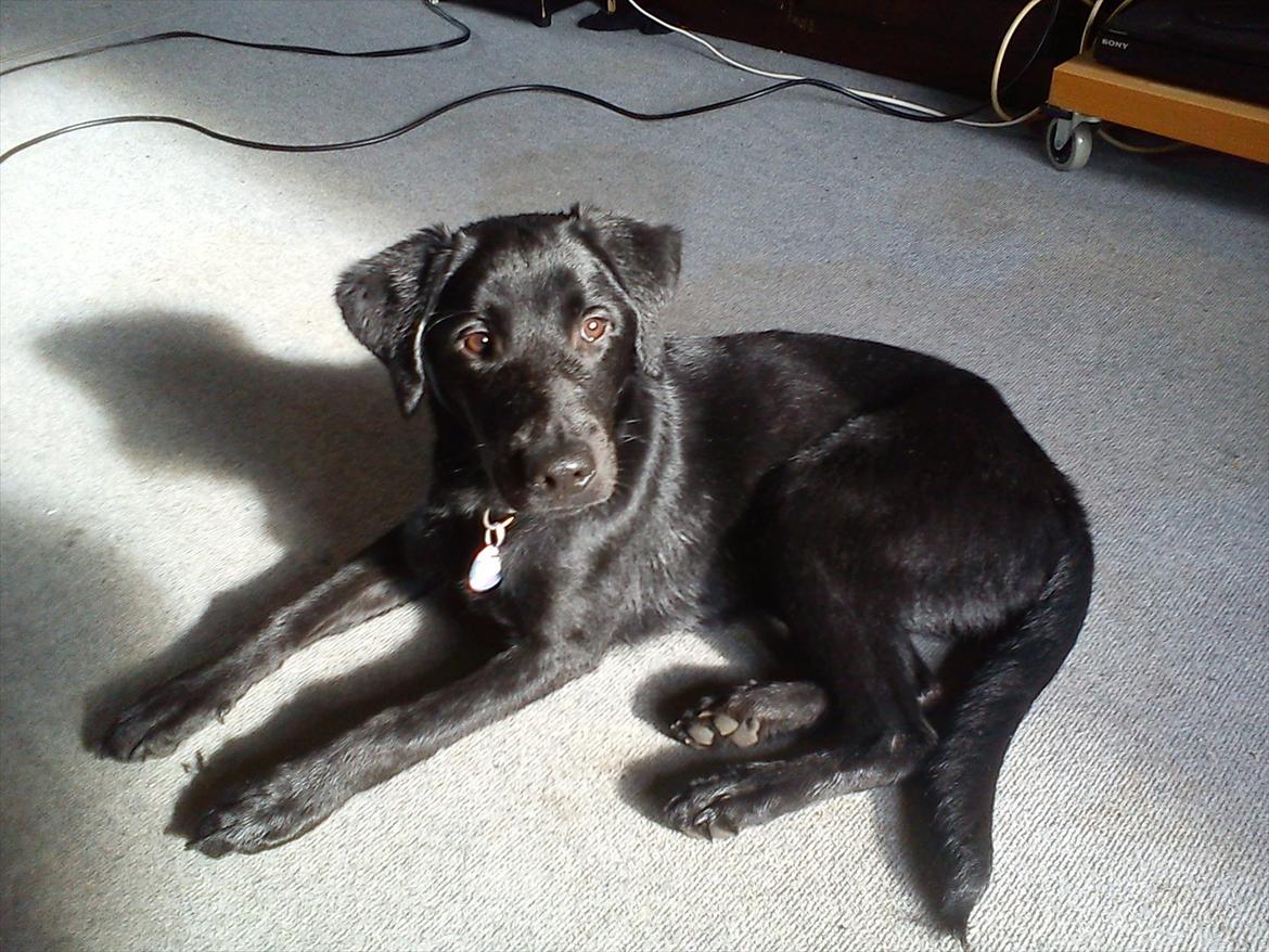 Labrador retriever Zazha billede 17