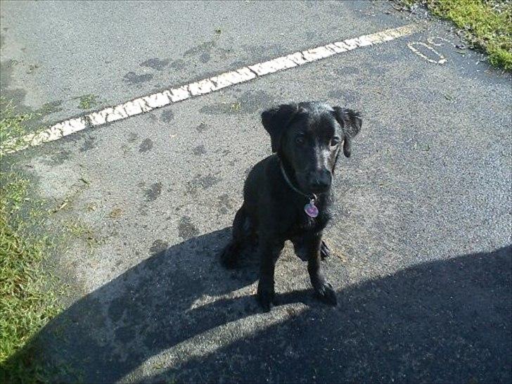 Labrador retriever Zazha billede 18